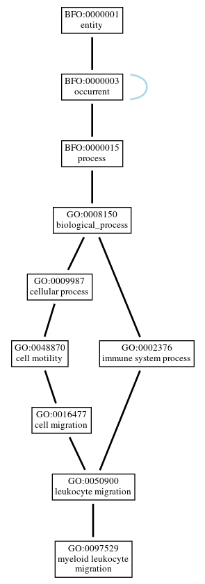 Graph of GO:0097529
