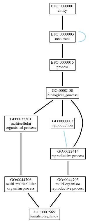 Graph of GO:0007565