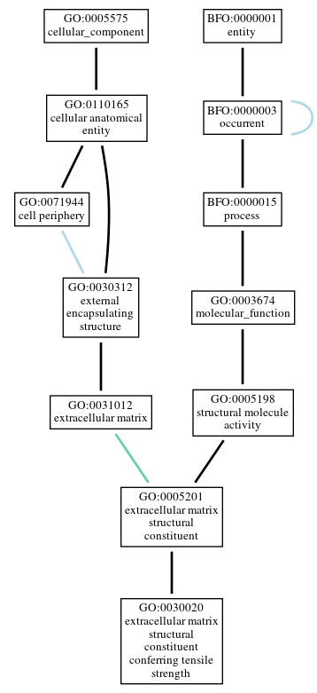 Graph of GO:0030020