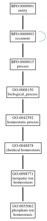 Graph of GO:0055062