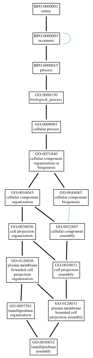 Graph of GO:0030032