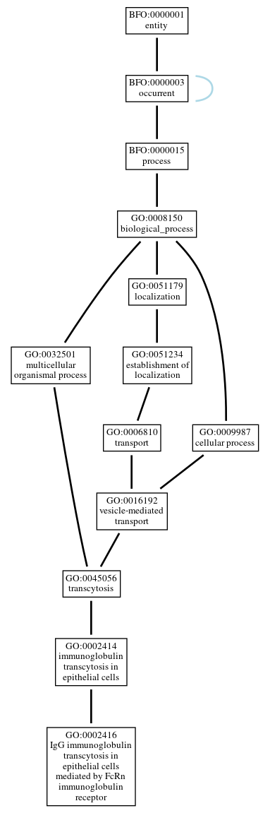 Graph of GO:0002416
