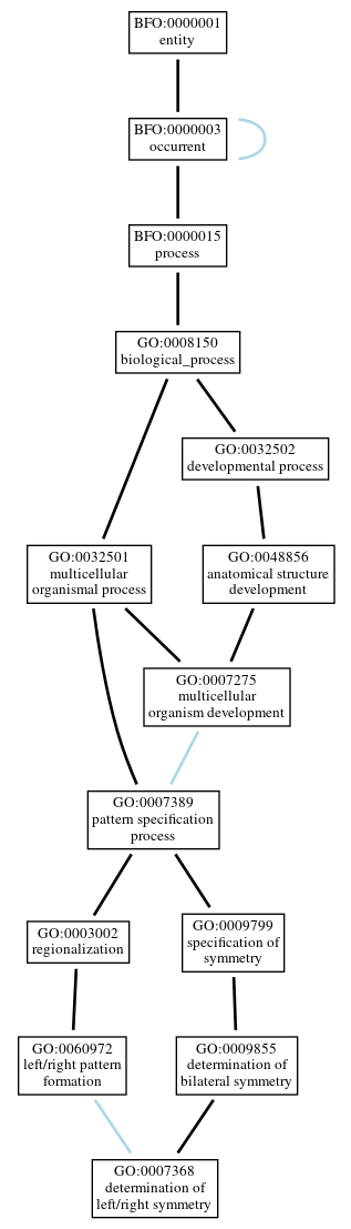 Graph of GO:0007368
