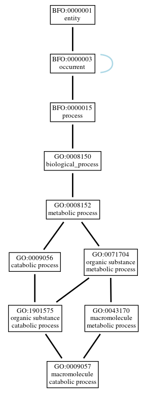 Graph of GO:0009057