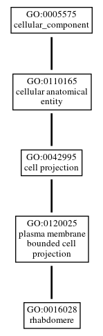Graph of GO:0016028