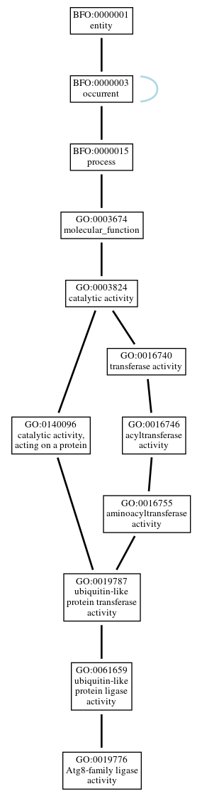 Graph of GO:0019776