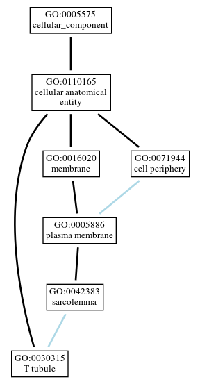Graph of GO:0030315