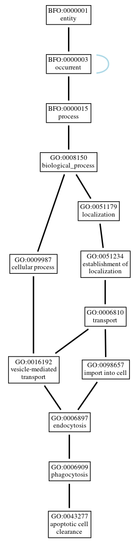 Graph of GO:0043277