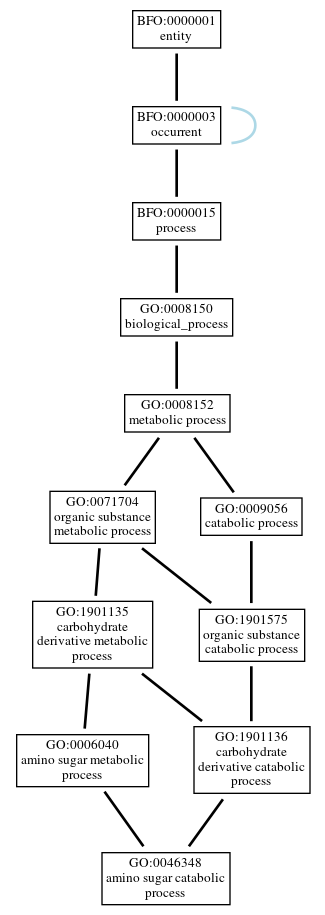 Graph of GO:0046348