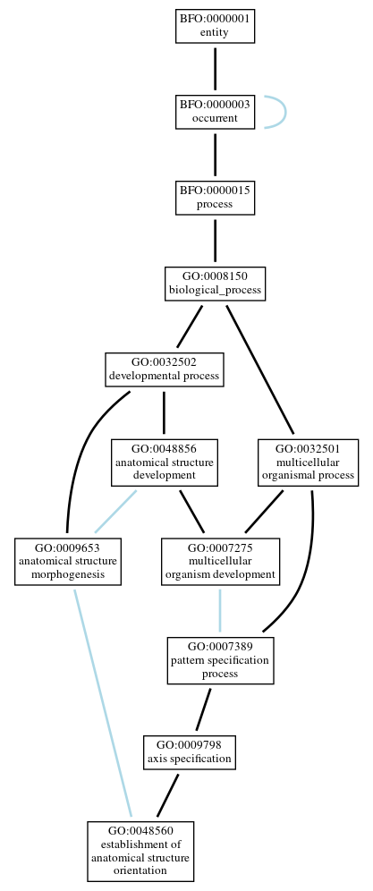 Graph of GO:0048560