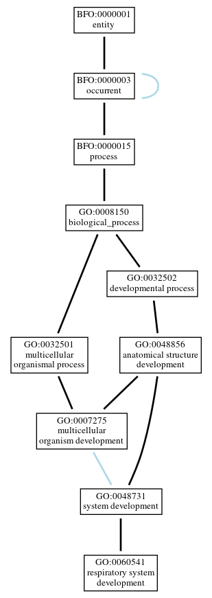 Graph of GO:0060541