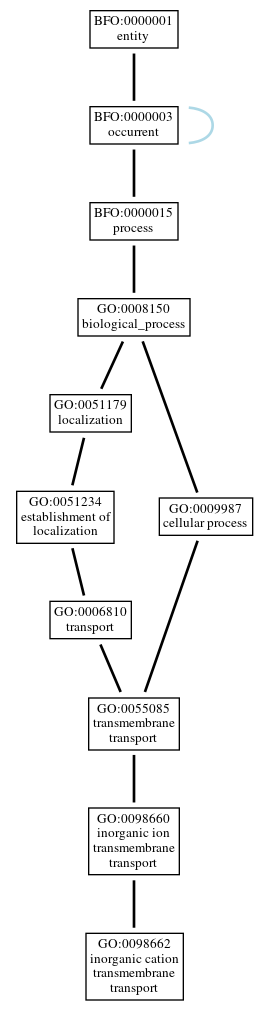 Graph of GO:0098662